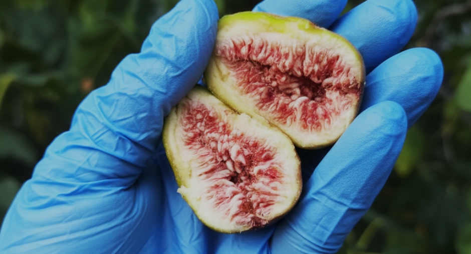 Фиговые чудеса: удивительные факты об инжире