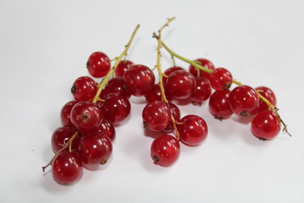 Идеальная ягода для начинающих садоводов: специалисты ЦОК АПК рассказали о пользе и вреде красной смородины