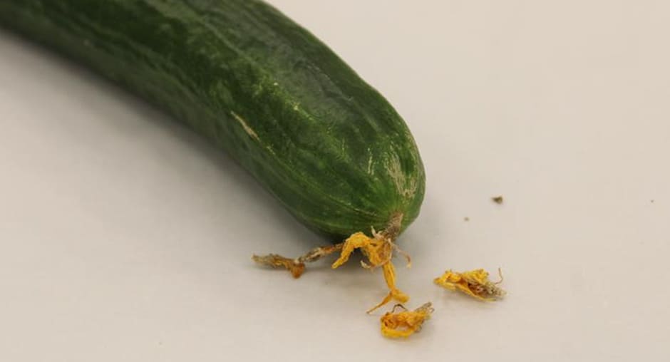 Специалисты Алтайского филиала ЦОК АПК выявили 17 тонн импортных огурцов, зараженных карантинным вредителем