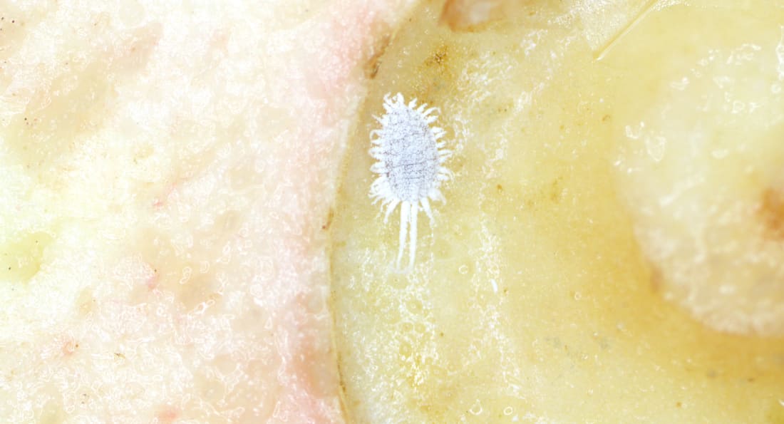 Специалисты Красноярского филиала ЦОК АПК в ноябре выявили порядка 100 тонн зараженных импортных овощей и фруктов