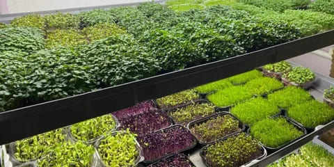 Зеленые малыши: эксперты ЦОК АПК дали рекомендации по выращиванию микрозелени